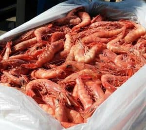 Native Seafood 