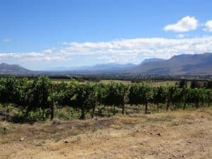 Modern Wines